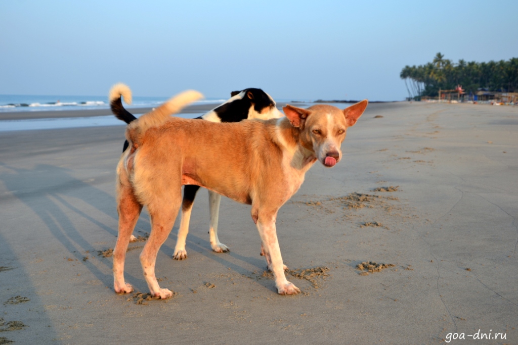 собака в Гоа общается с другой собакой