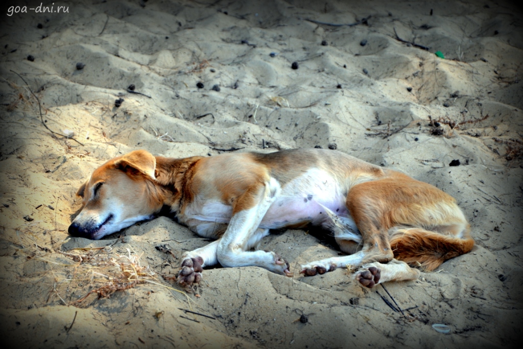 собака в Гоа спит на пляже