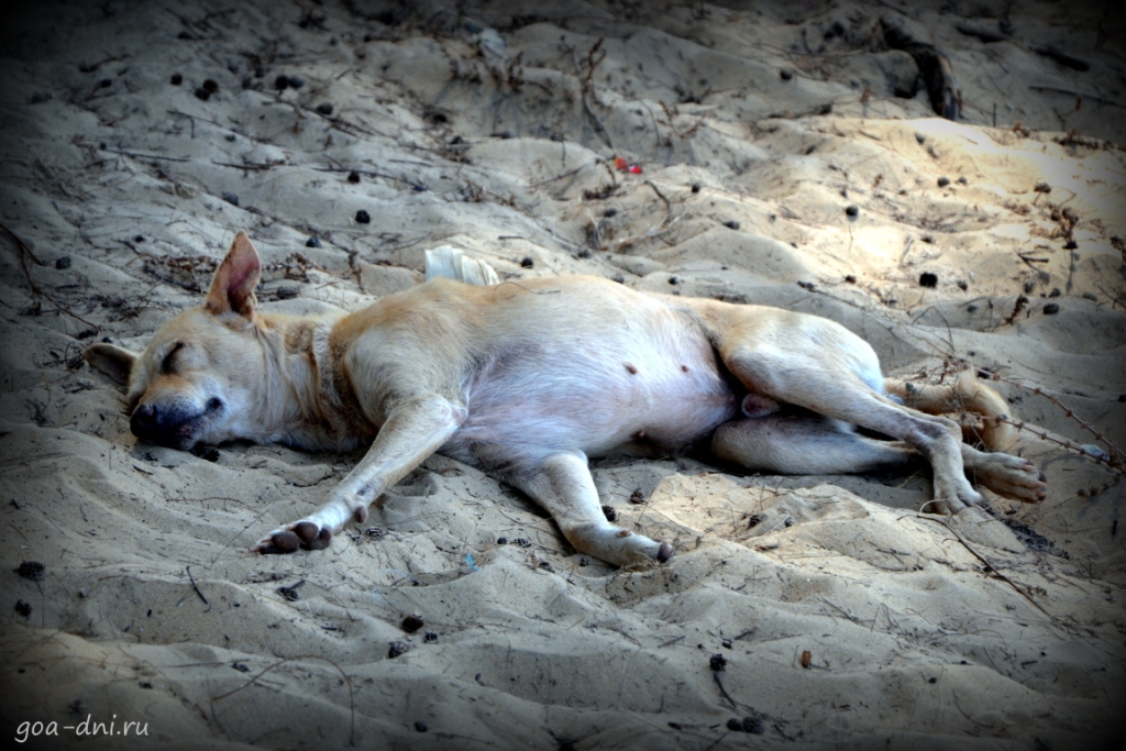 Собака в Гоа спит на пляже