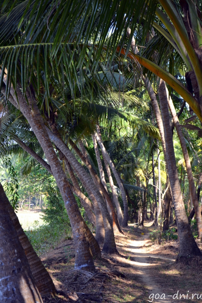 пальмы в Индии