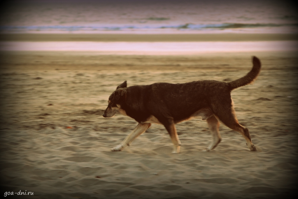 Собака в Гоа бегает на пляже