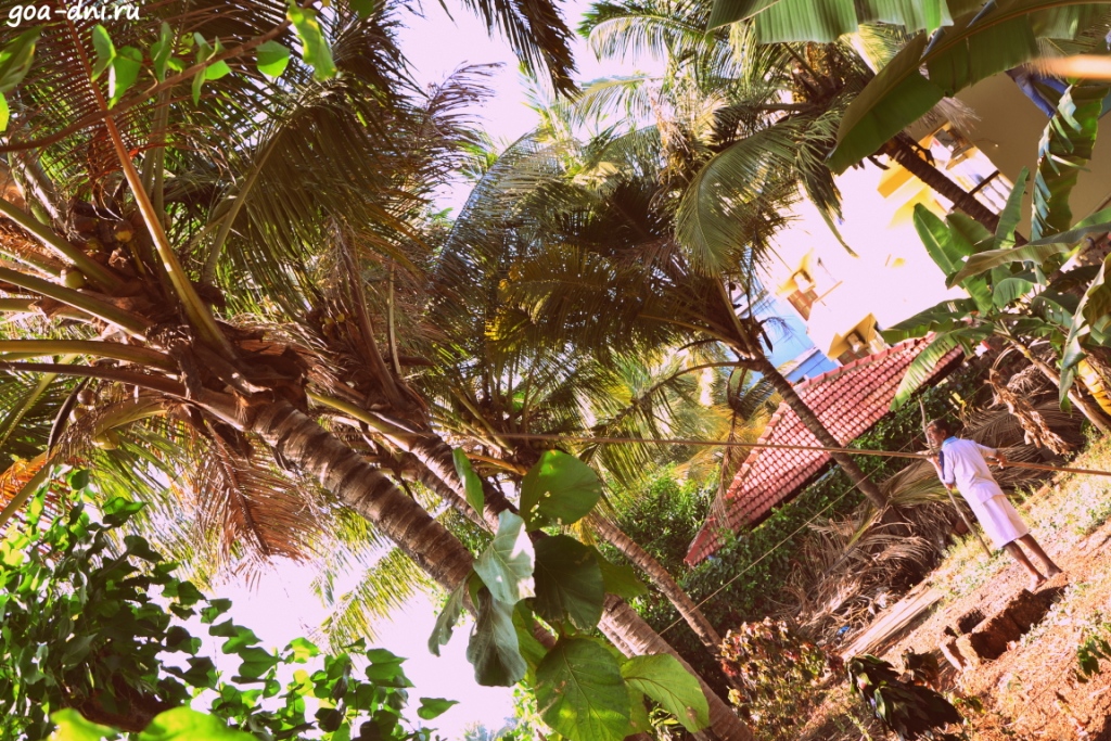 сбивают кокосы в Гоа