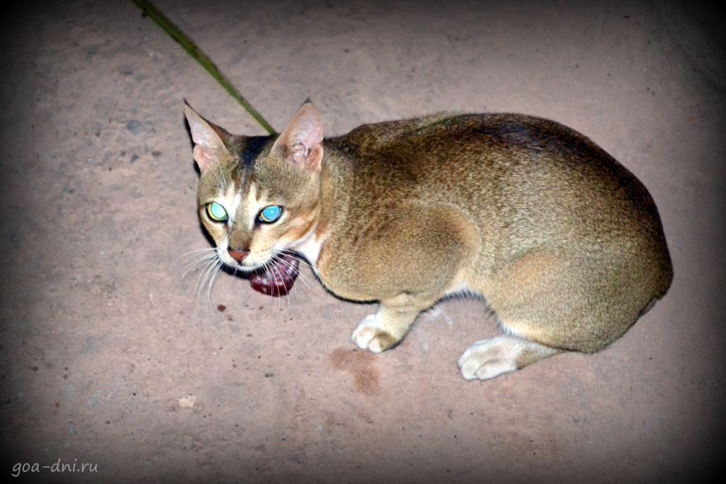 Кот в Гоа