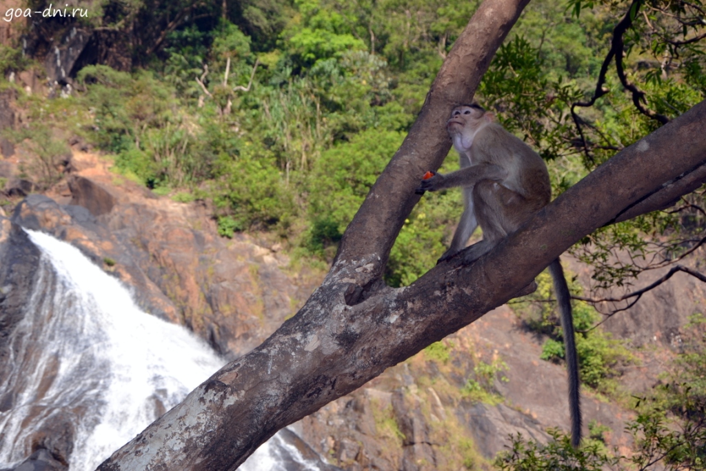 Водопад Дудхсагар в Гоа обезьяны