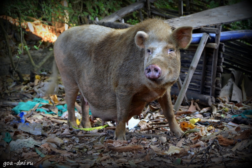 свинья в Гоа