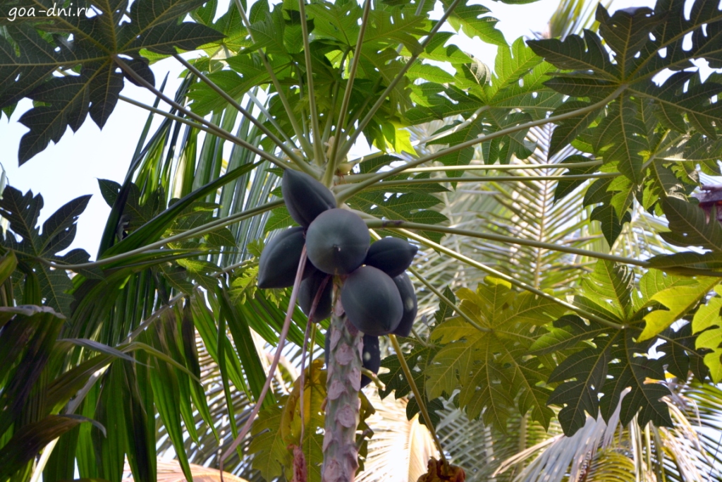 зелёная папайя в Гоа